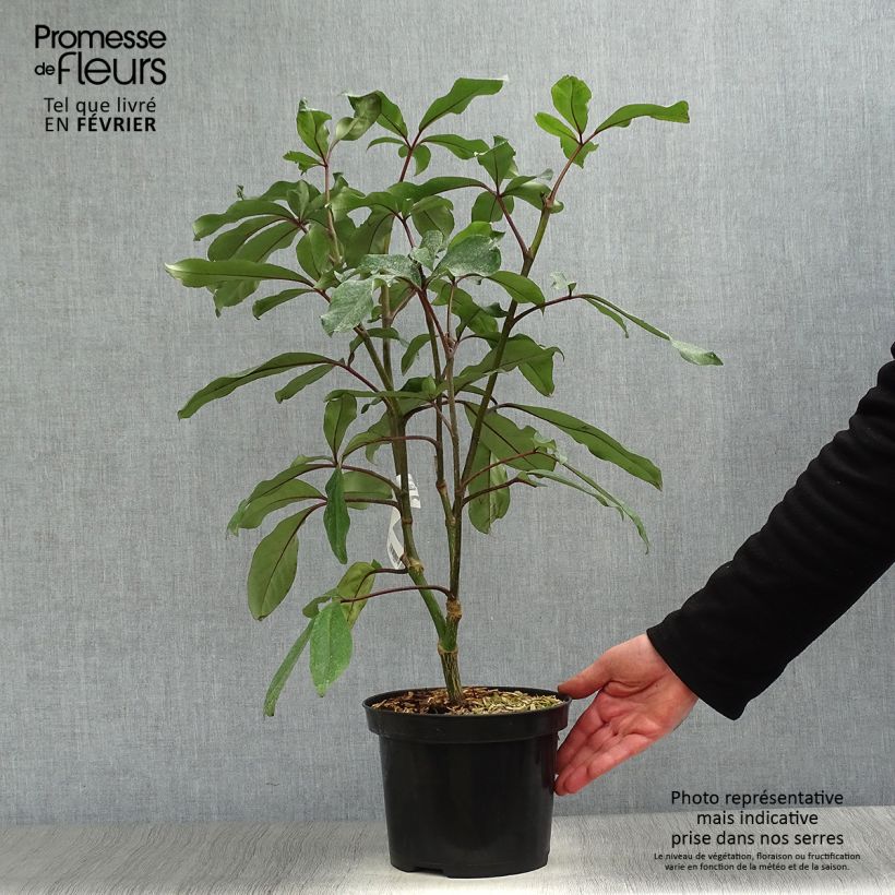 Pseudopanax laetus Maceta 3L/4L Ejemplar entregado en invierno