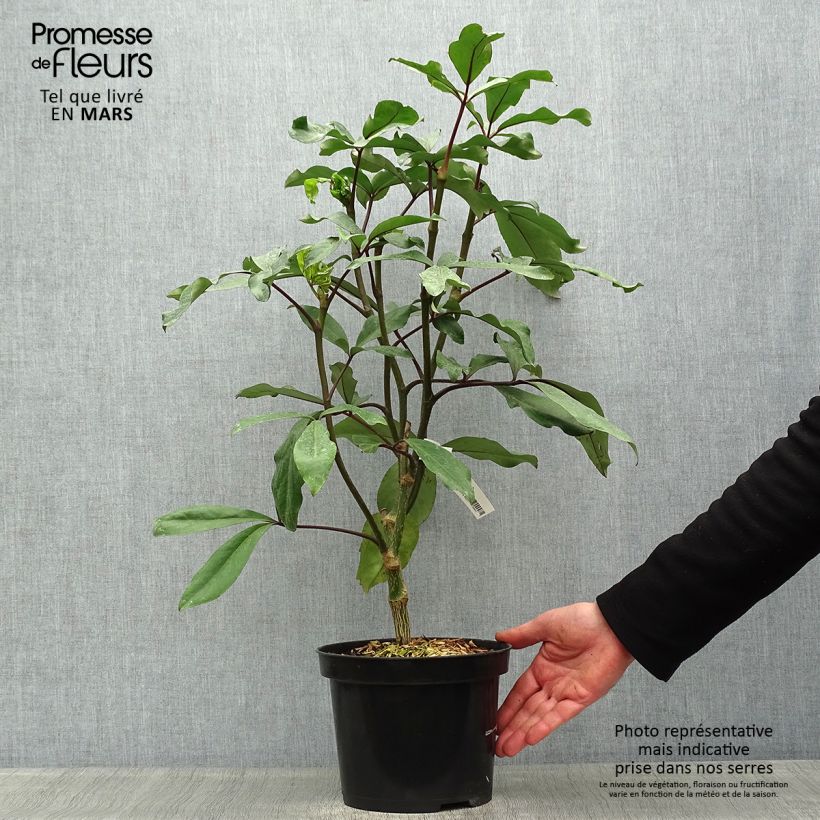 Pseudopanax laetus Maceta 3L/4L Ejemplar entregado en la primavera