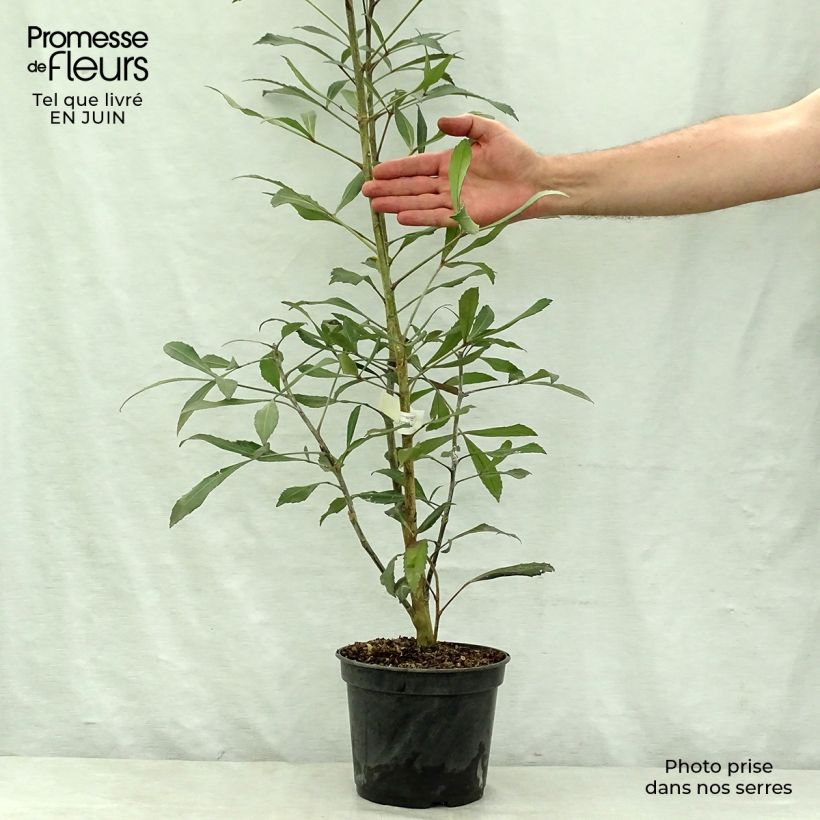 Ejemplar de Pseudopanax Dark Star Maceta 2L/3L entregado en verano