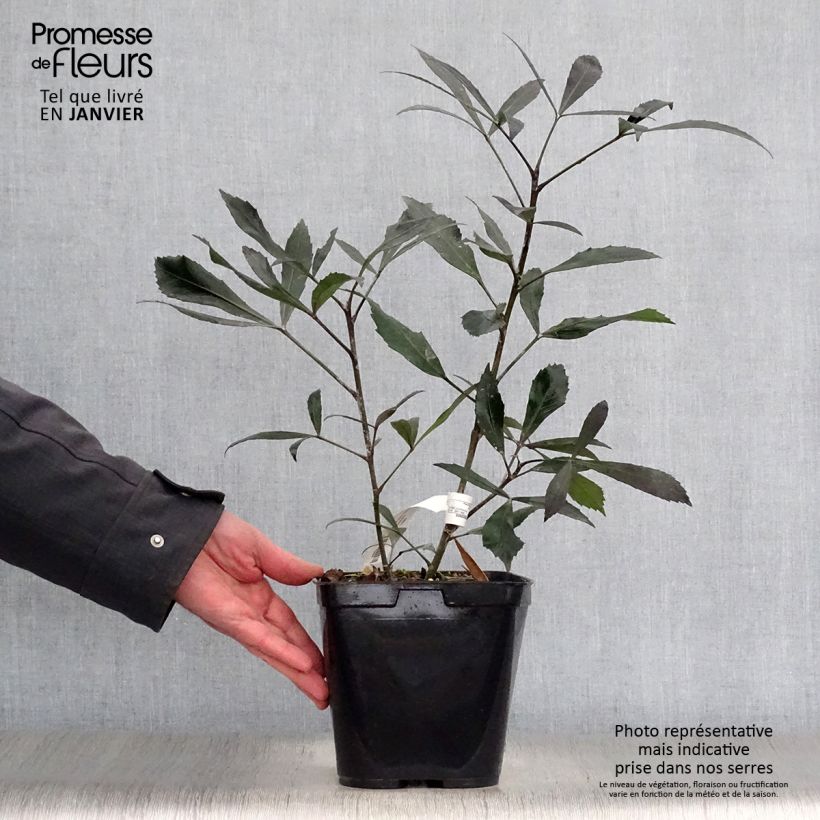 Pseudopanax Dark Star Maceta 2L/3L Ejemplar entregado en invierno