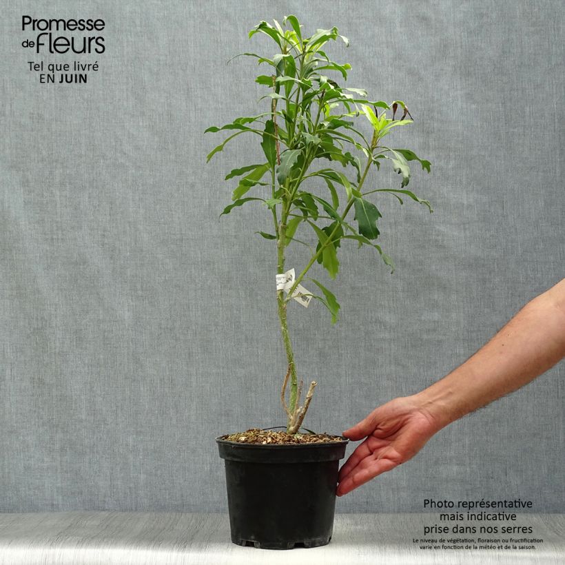 Ejemplar de Pseudopanax Goldfinger Maceta 3L/4L entregado en verano