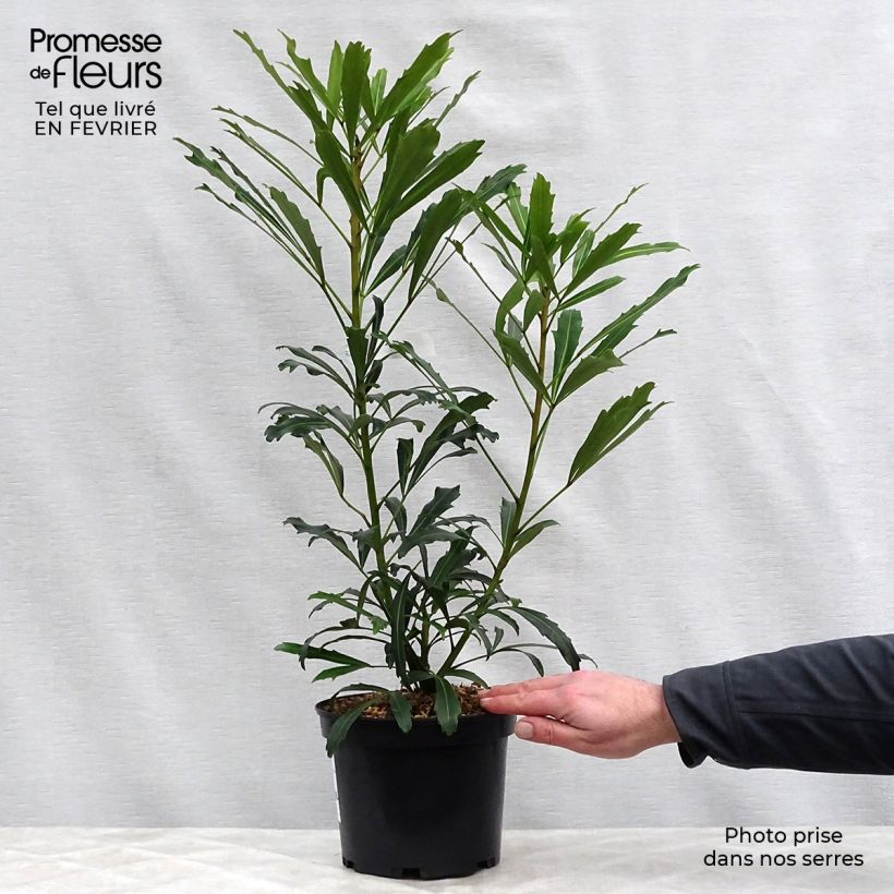 Pseudopanax Goldfinger Maceta 3L/4L Ejemplar entregado en invierno