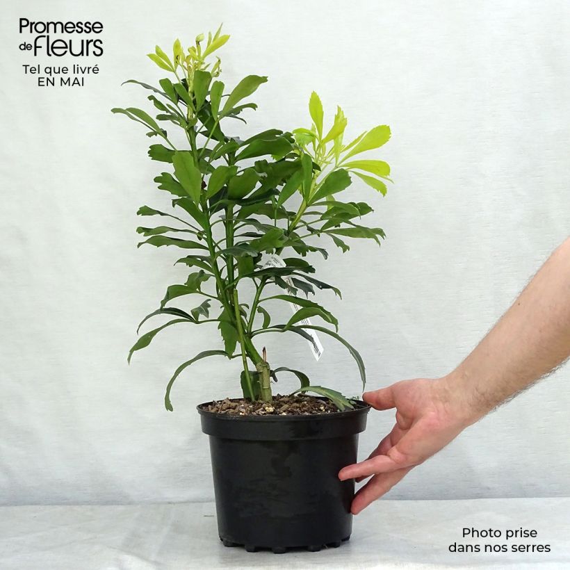 Pseudopanax Goldfinger Maceta 3L/4L Ejemplar entregado en la primavera