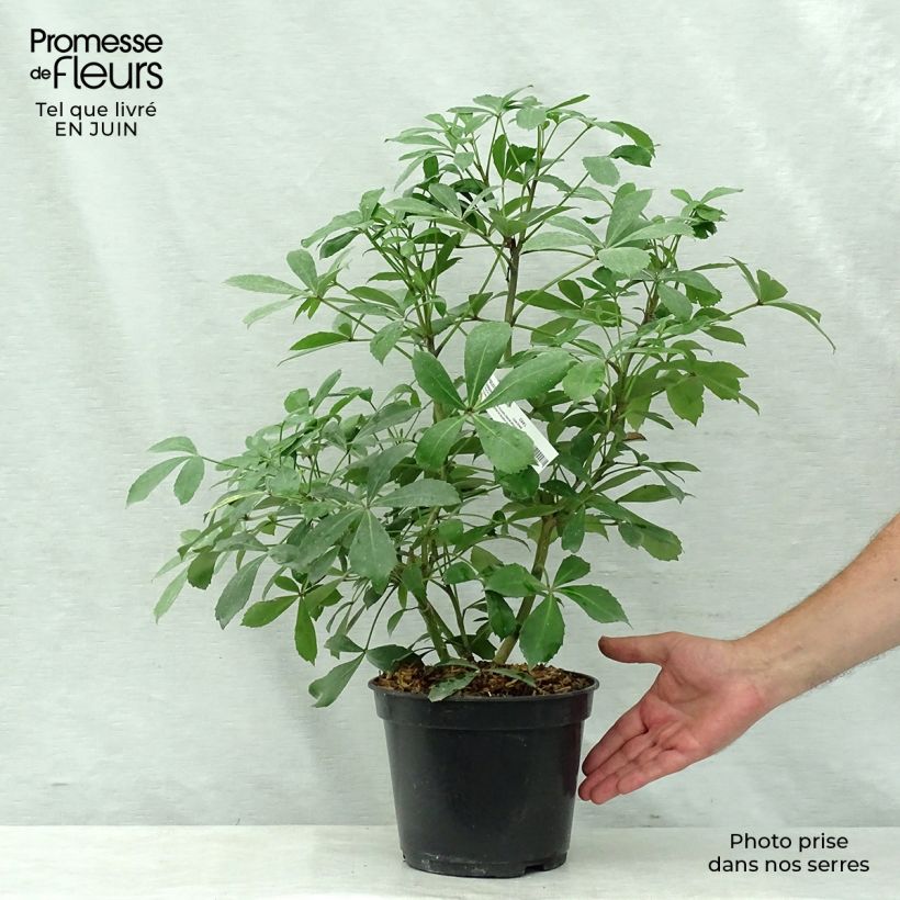 Ejemplar de Pseudopanax Goldsplash Maceta 3L/4L entregado en verano