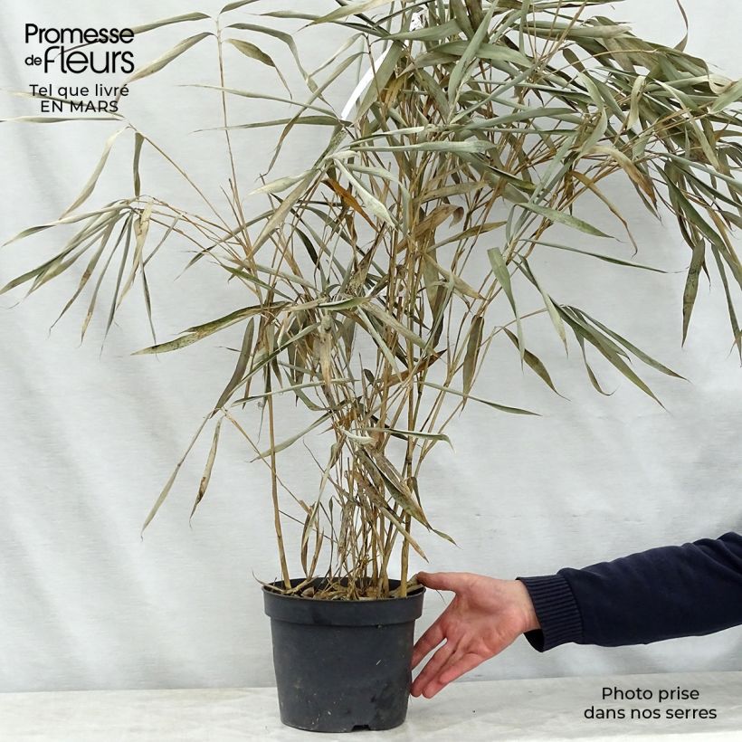 Pseudosasa japonica Tsutsumiana - Bambú japonés Maceta 4L/5L Ejemplar entregado en la primavera