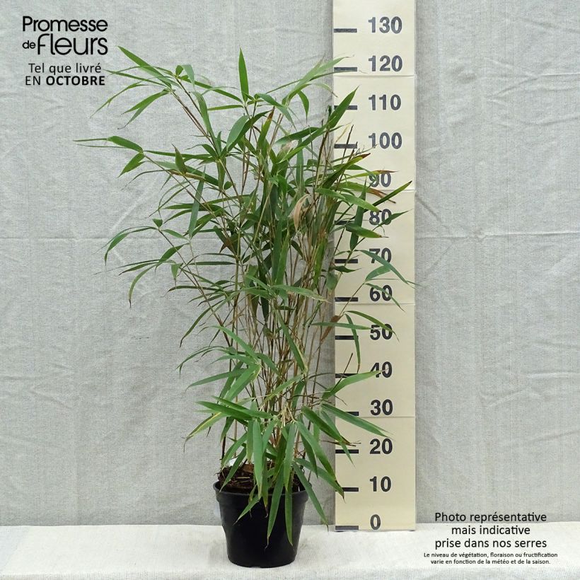 Ejemplar de Pseudosasa japonica Tsutsumiana - Bambú japonés Maceta 4L/5L entregado en otoño