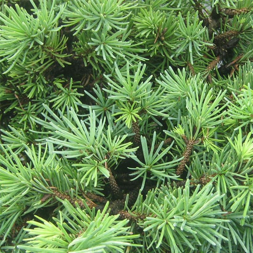 Pseudotsuga menziesii Bhiela Lhota - Pino de Oregón (Follaje)