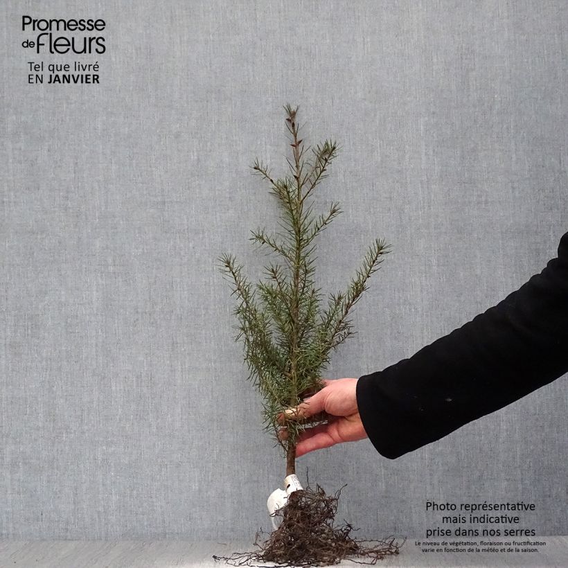 Pseudotsuga menziesii - Pino de Oregón Raíces desnudas Ejemplar entregado en invierno