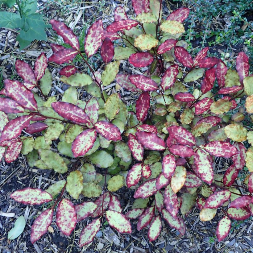 Pseudowintera colorata Red Leopard (Porte)