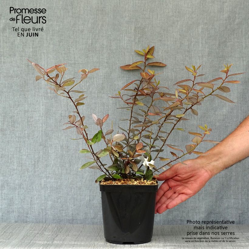 Ejemplar de Pseudowintera colorata Maceta 2L/3L entregado en verano