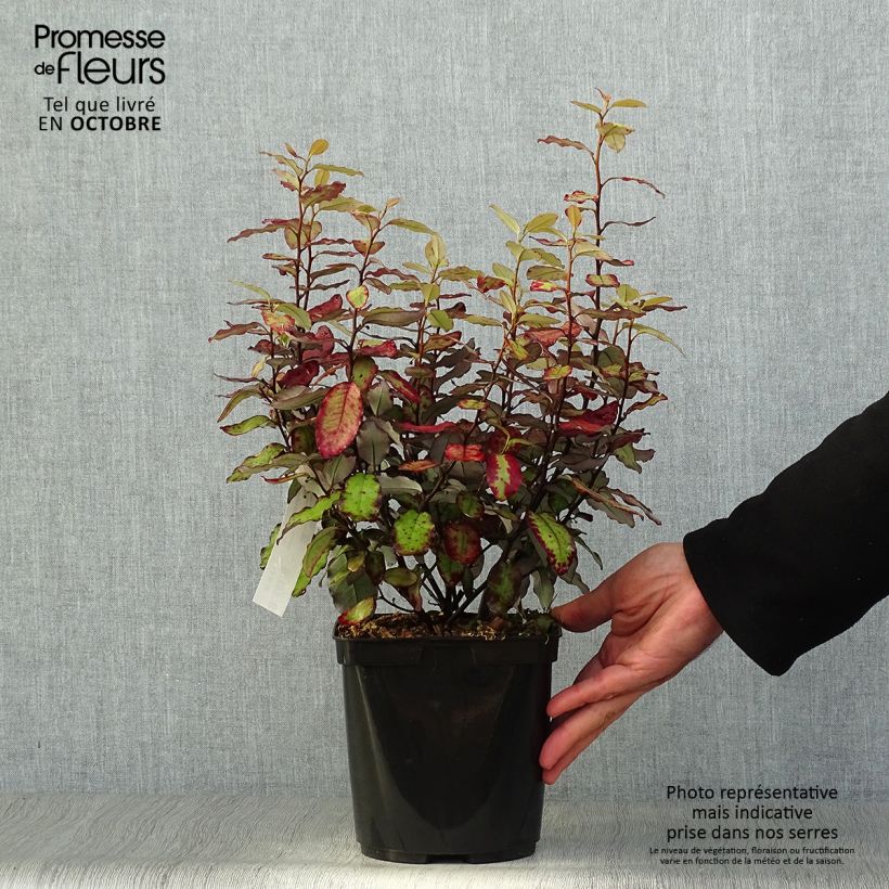 Ejemplar de Pseudowintera colorata Red Leopard Maceta 2L/3L entregado en otoño