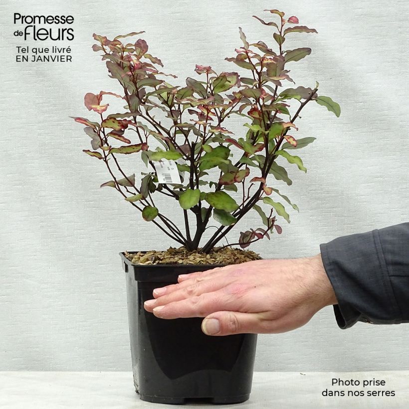 Pseudowintera colorata Red Leopard Maceta 2L/3L Ejemplar entregado en invierno
