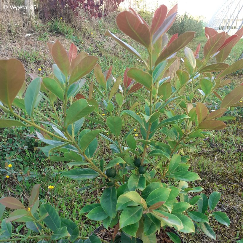 Psidium cattleyanum f. lucidum  - Strawberry guava, Cattley guava, Cherry guava (Follaje)