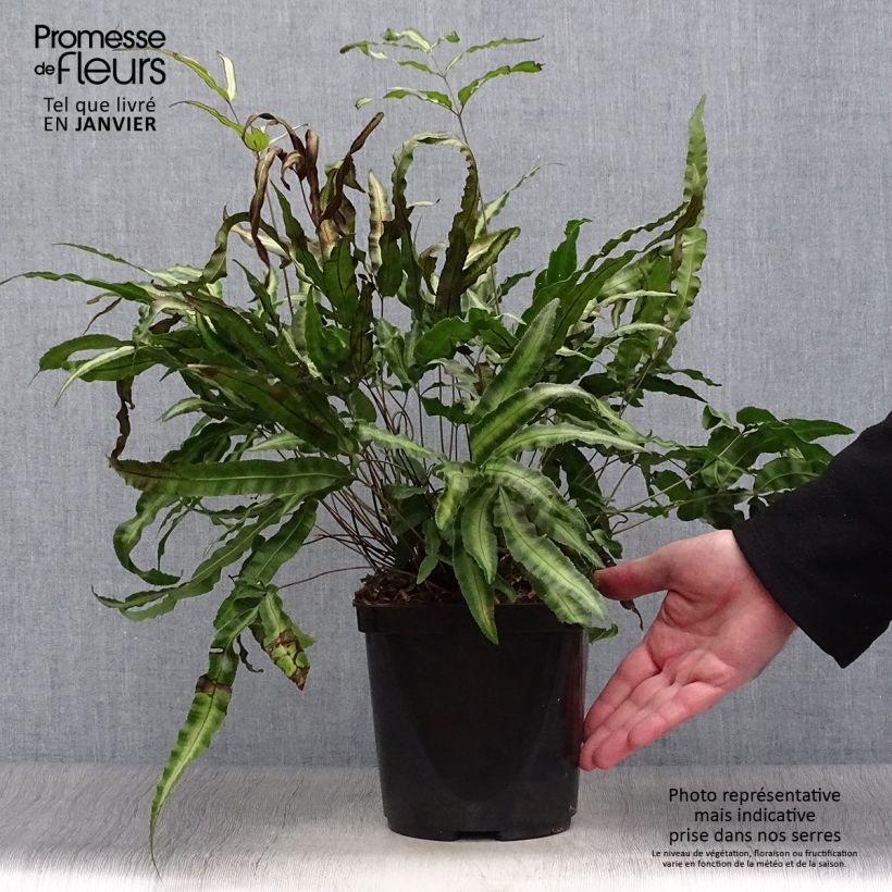 Pteris nipponica - Helecho Maceta 3L/4L Ejemplar entregado en invierno