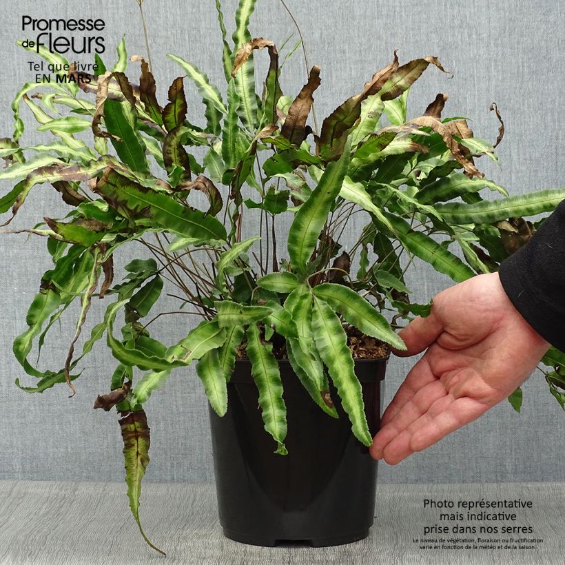 Pteris nipponica - Helecho Maceta 3L/4L Ejemplar entregado en la primavera