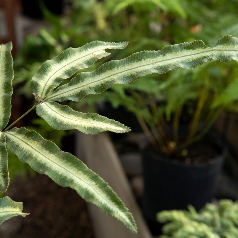 Pteris nipponica - Helecho (Follaje)