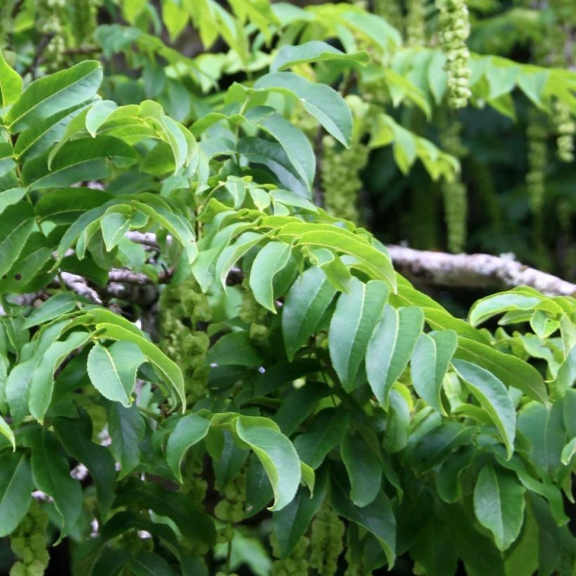 Pterocarya fraxinifolia - Nogal del Cáucaso (Follaje)