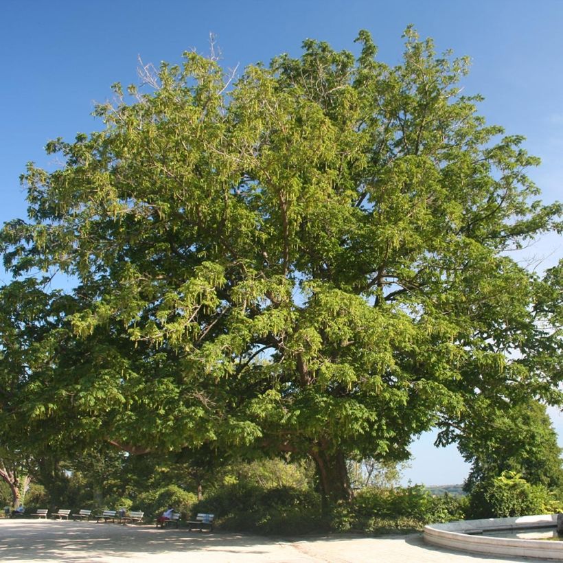 Pterocarya fraxinifolia - Nogal del Cáucaso (Porte)
