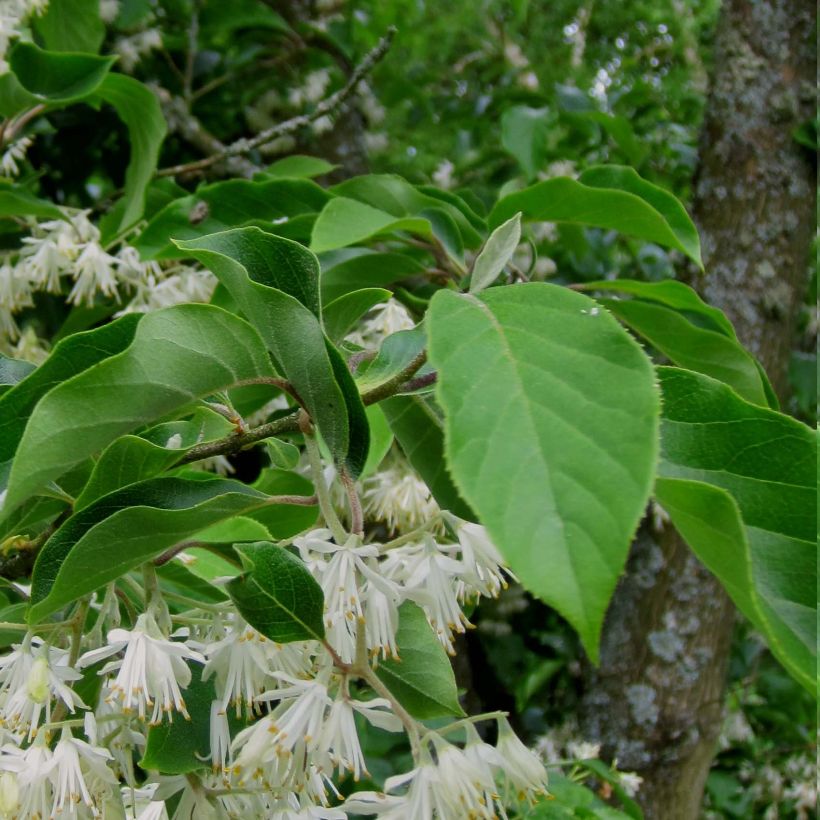 Pterostyrax corymbosa (Follaje)