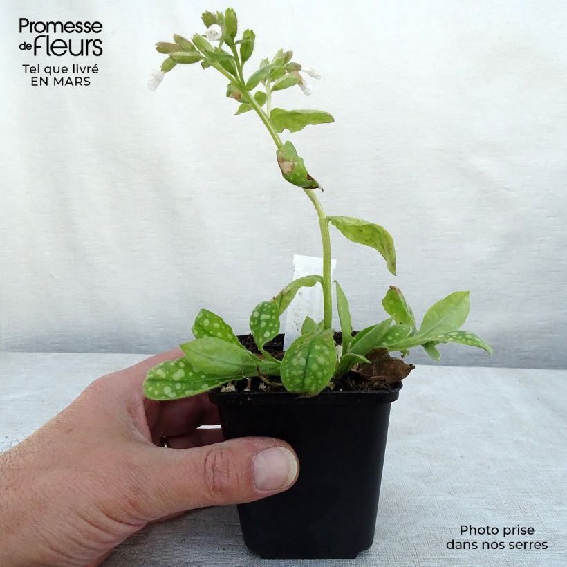 Pulmonaria Ice Ballet Maceta de 8/9 cm Ejemplar entregado en la primavera