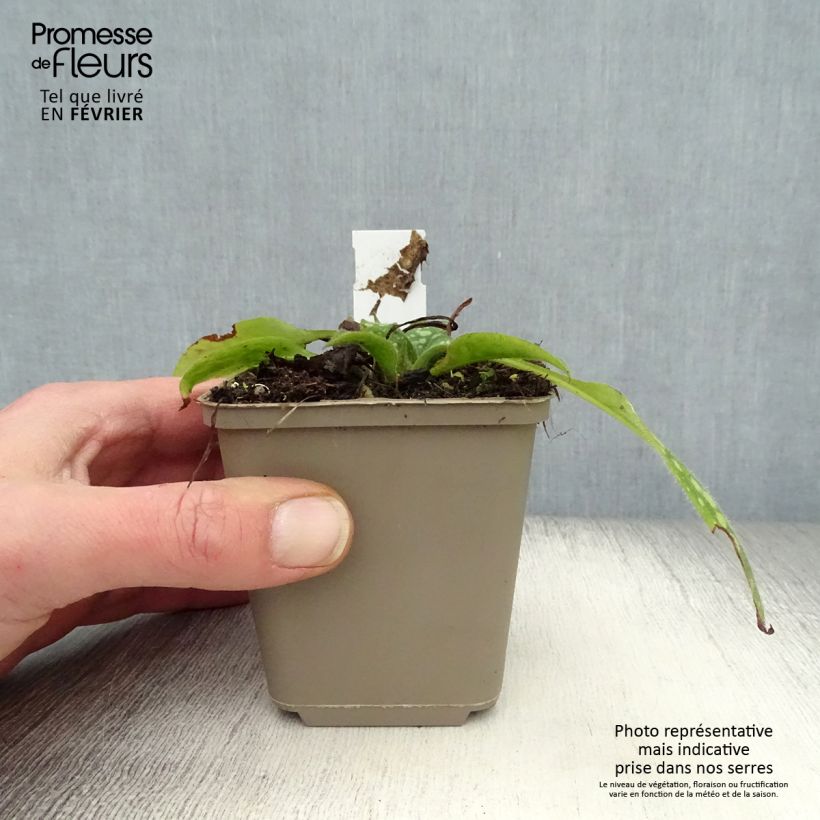 Pulmonaria Shrimps on the Barbie Maceta de 8/9 cm Ejemplar entregado en invierno