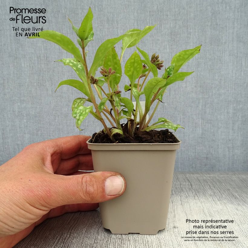 Pulmonaria Shrimps on the Barbie Maceta de 8/9 cm Ejemplar entregado en la primavera