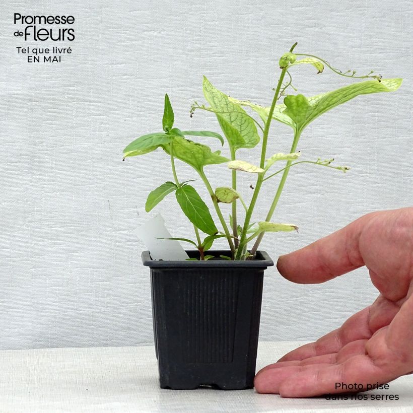 Pulmonaria saccharata Silver Bouquet Maceta de 8/9 cm Ejemplar entregado en la primavera