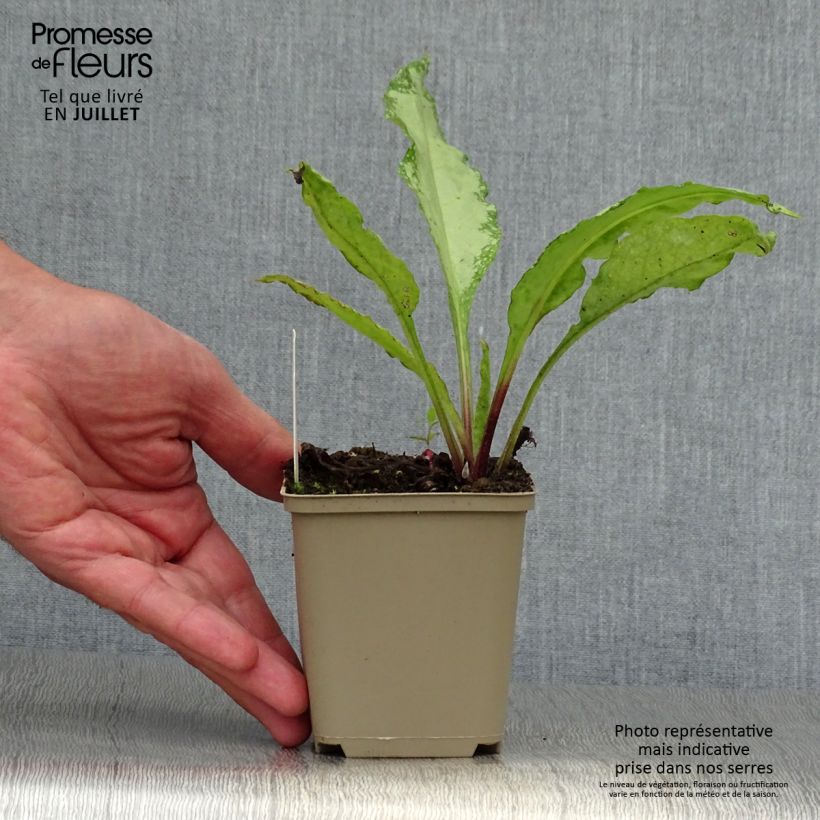 Ejemplar de Pulmonaria saccharata Silver Bouquet Maceta de 8/9 cm entregado en verano