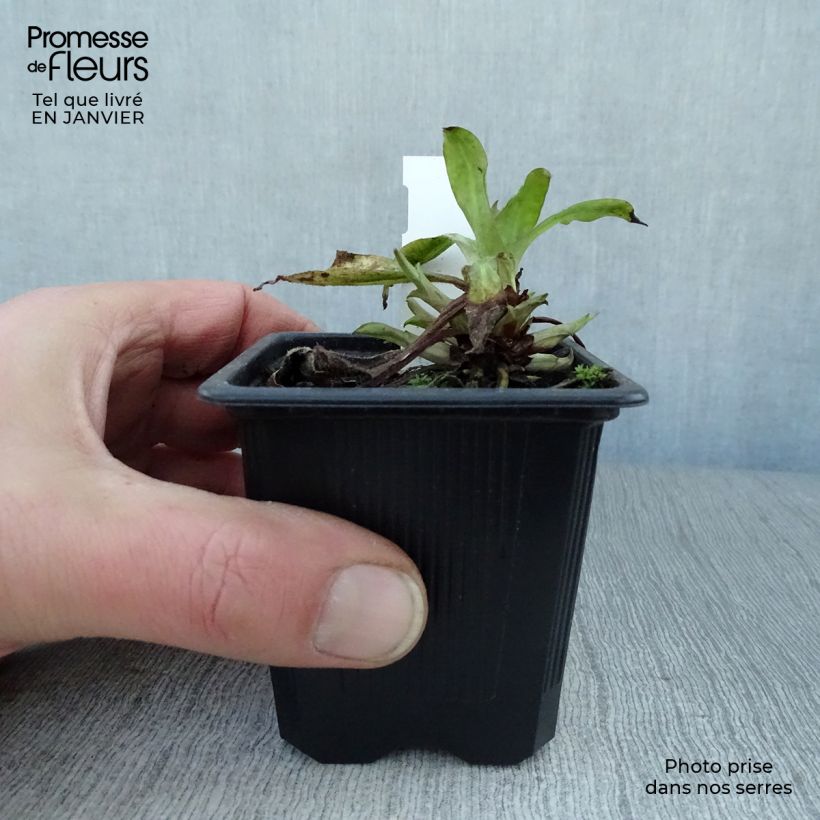 Pulmonaria saccharata Silver Bouquet Maceta de 8/9 cm Ejemplar entregado en invierno