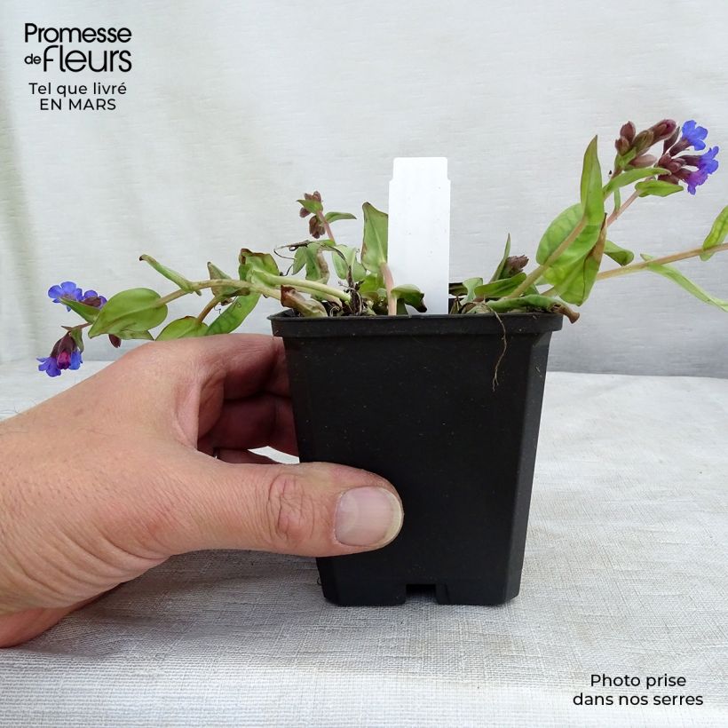 Pulmonaria Blue Ensign Maceta de 8/9 cm Ejemplar entregado en invierno
