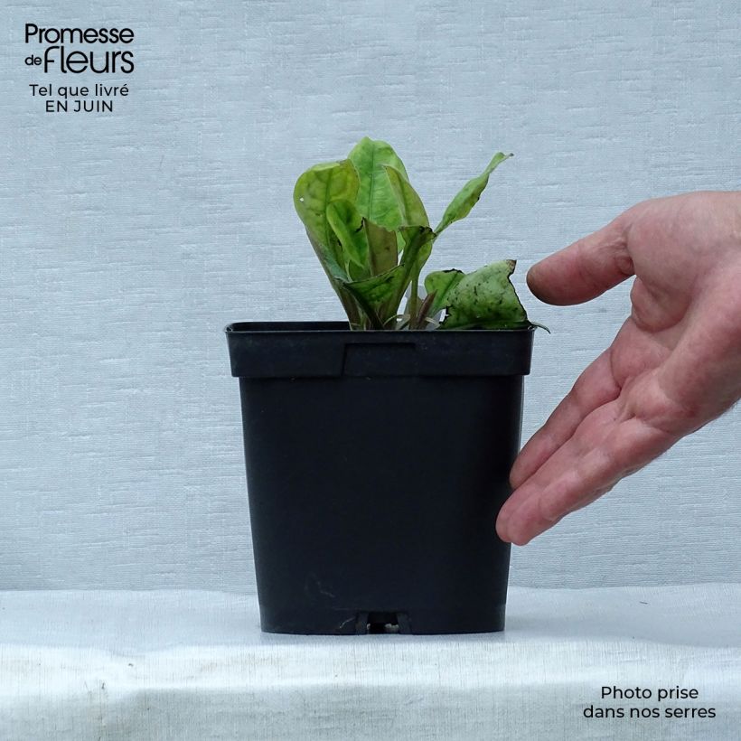 Ejemplar de Pulmonaria Blue Ensign Maceta 2L/3L entregado en verano