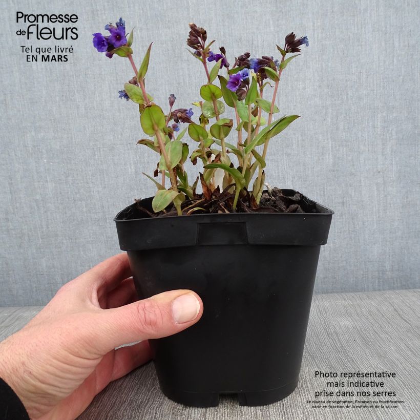 Pulmonaria Blue Ensign Maceta 2L/3L Ejemplar entregado en invierno