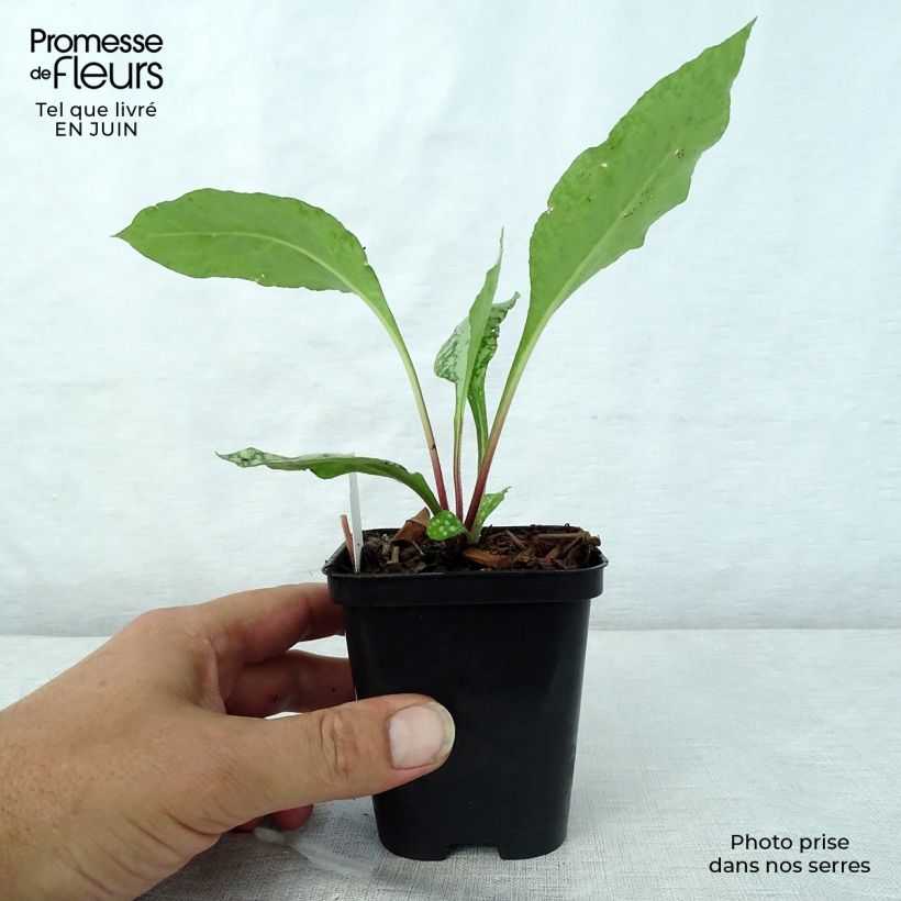 Ejemplar de Pulmonaria Diane Clare Maceta de 8/9 cm entregado en verano
