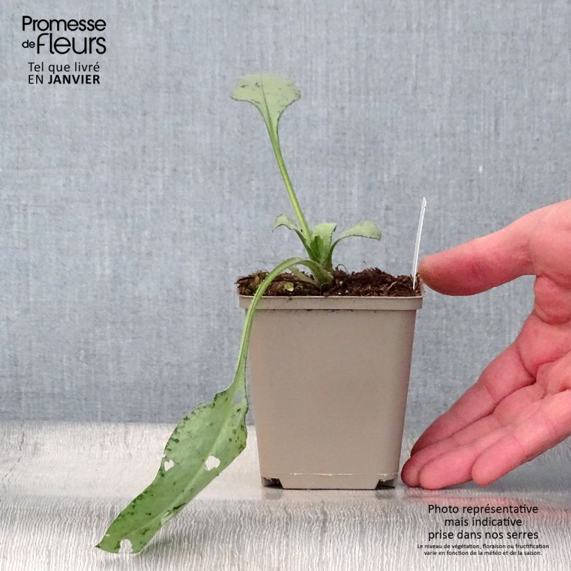 Pulmonaria Diane Clare Maceta de 8/9 cm Ejemplar entregado en invierno