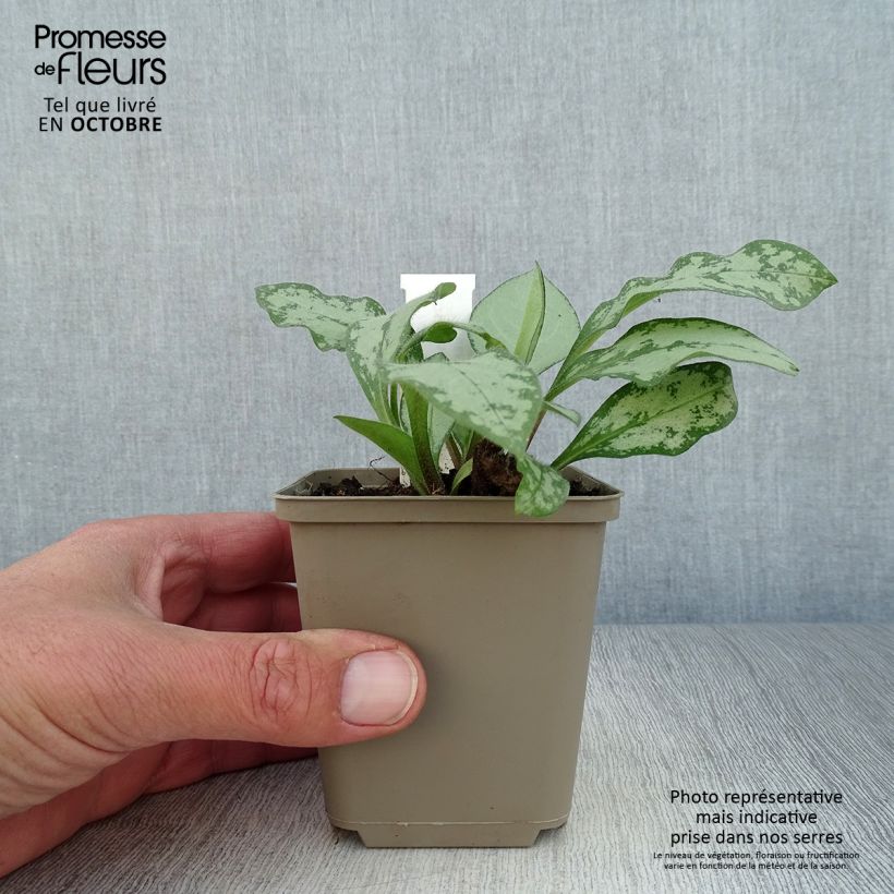 Ejemplar de Pulmonaria Majesté Maceta de 8/9 cm entregado en otoño