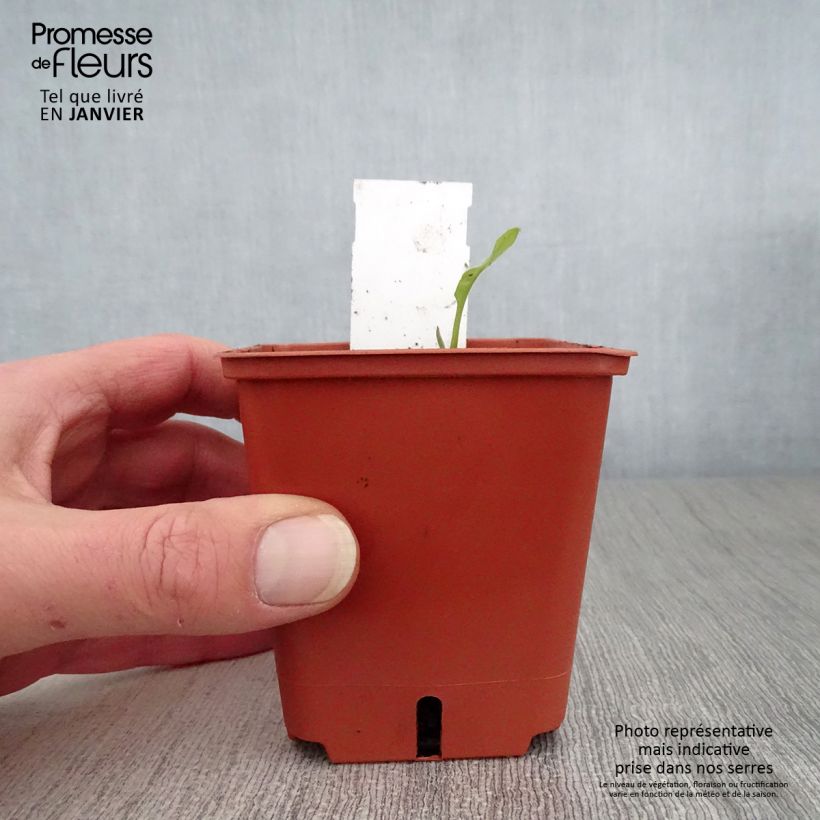 Pulmonaria Majesté Maceta de 8/9 cm Ejemplar entregado en invierno