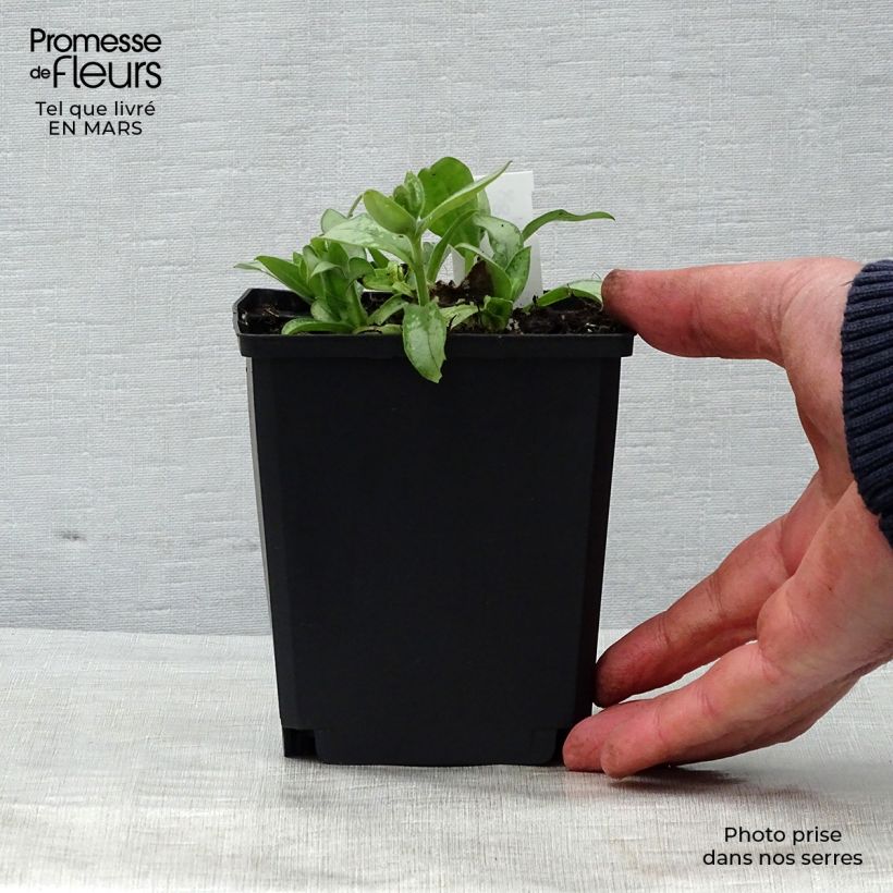 Pulmonaria Majesté Maceta de 8/9 cm Ejemplar entregado en la primavera