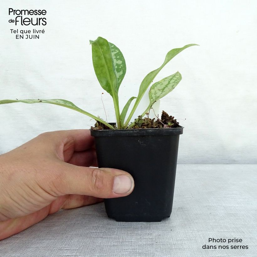 Ejemplar de Pulmonaria Opal Maceta de 8/9 cm entregado en verano