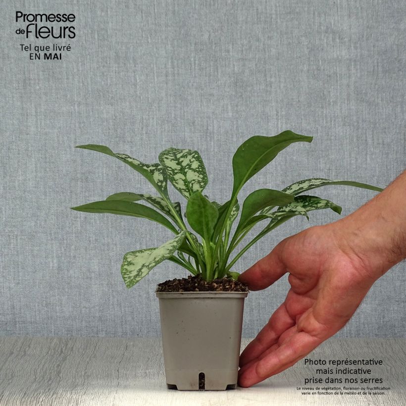 Pulmonaria Opal Maceta de 8/9 cm Ejemplar entregado en la primavera