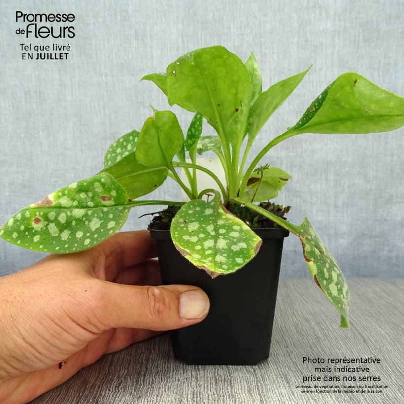 Ejemplar de Pulmonaria Sissinghurst White Maceta de 8/9 cm entregado en verano