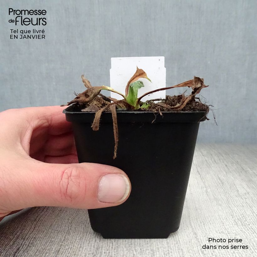 Pulmonaria Sissinghurst White Maceta de 8/9 cm Ejemplar entregado en invierno