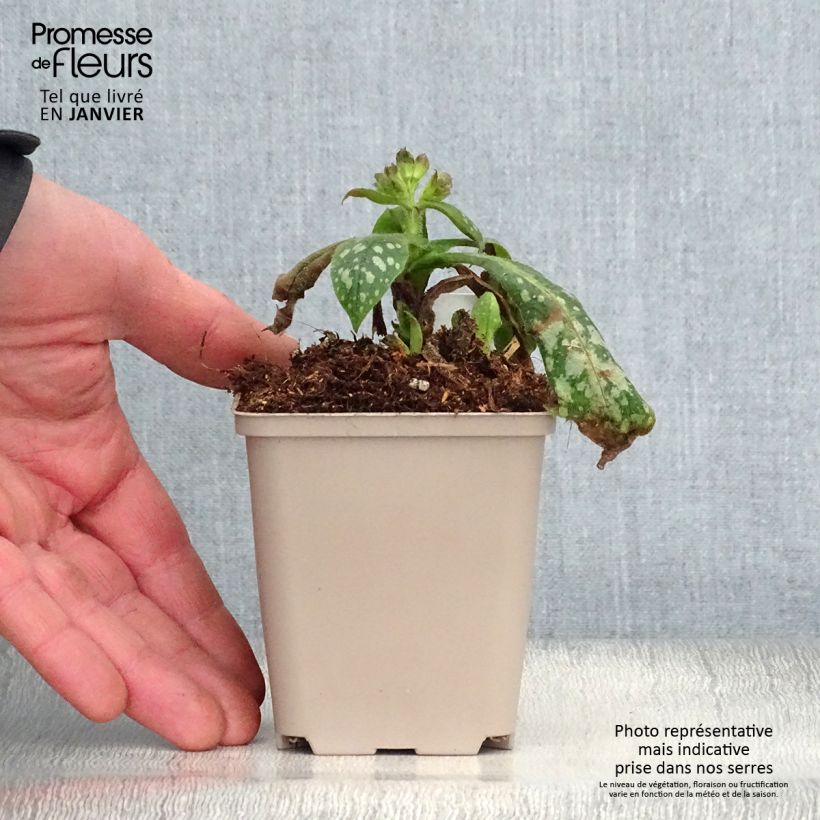 Pulmonaria Victorian Brooch Maceta de 8/9 cm Ejemplar entregado en invierno