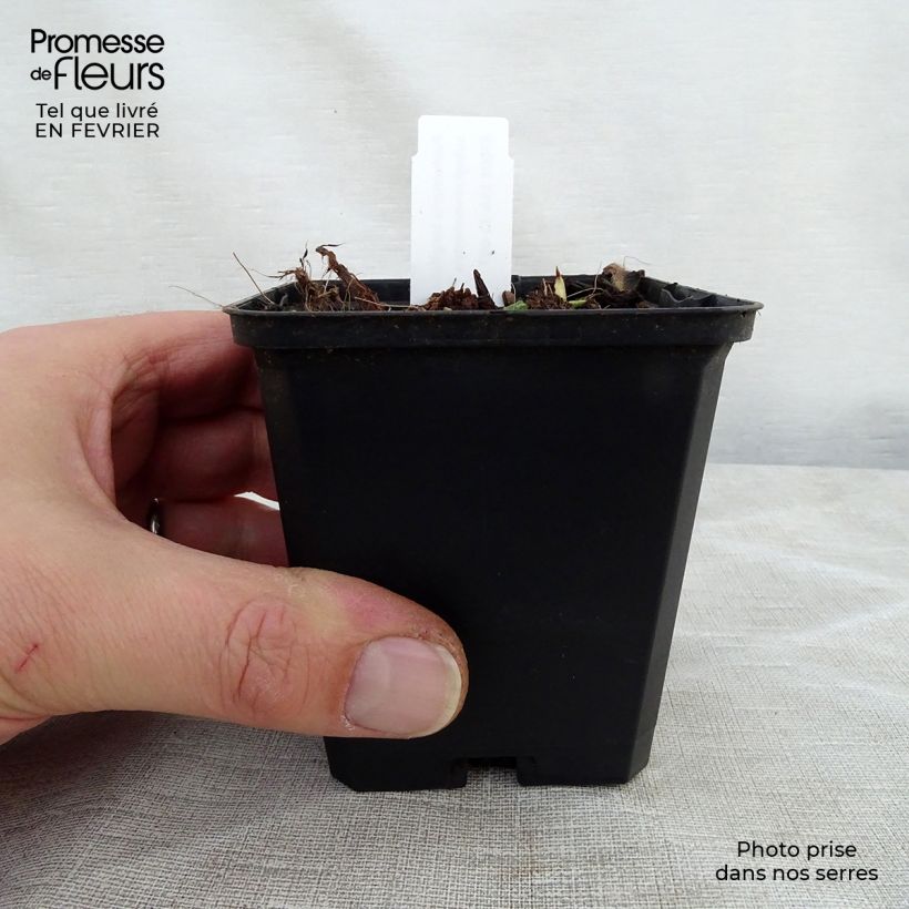 Pulmonaria longifolia subsp. cevennensis Maceta de 8/9 cm Ejemplar entregado en invierno