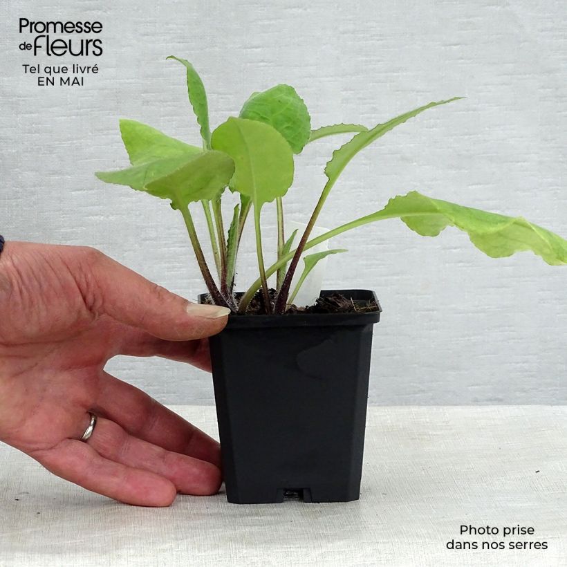 Pulmonaria rubra Maceta de 8/9 cm Ejemplar entregado en la primavera