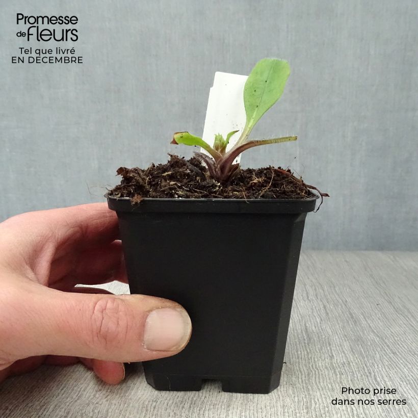 Pulmonaria rubra Maceta de 8/9 cm Ejemplar entregado en invierno