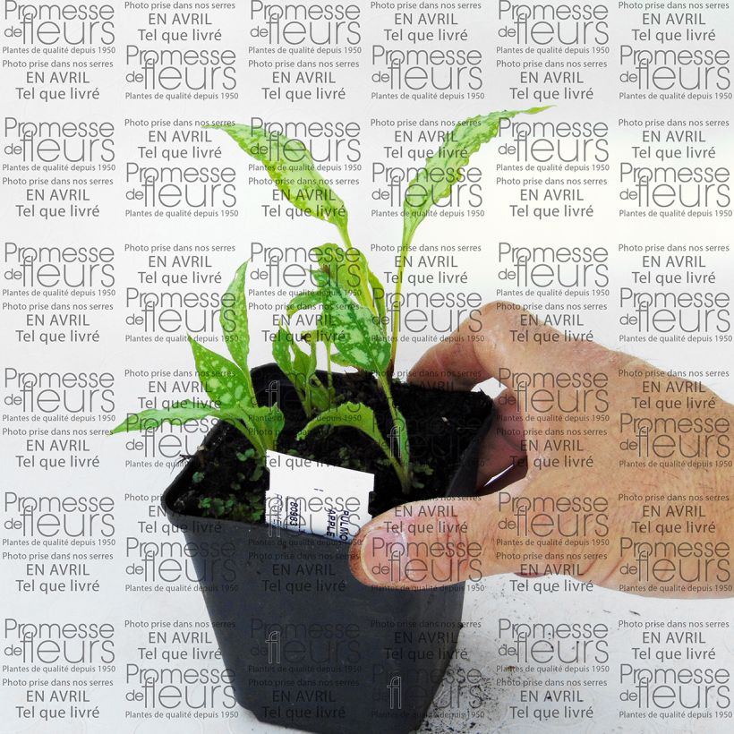 Ejemplo de ejemplar de Pulmonaria Apple Frost Maceta de 8/9 cm tal y como se entrega