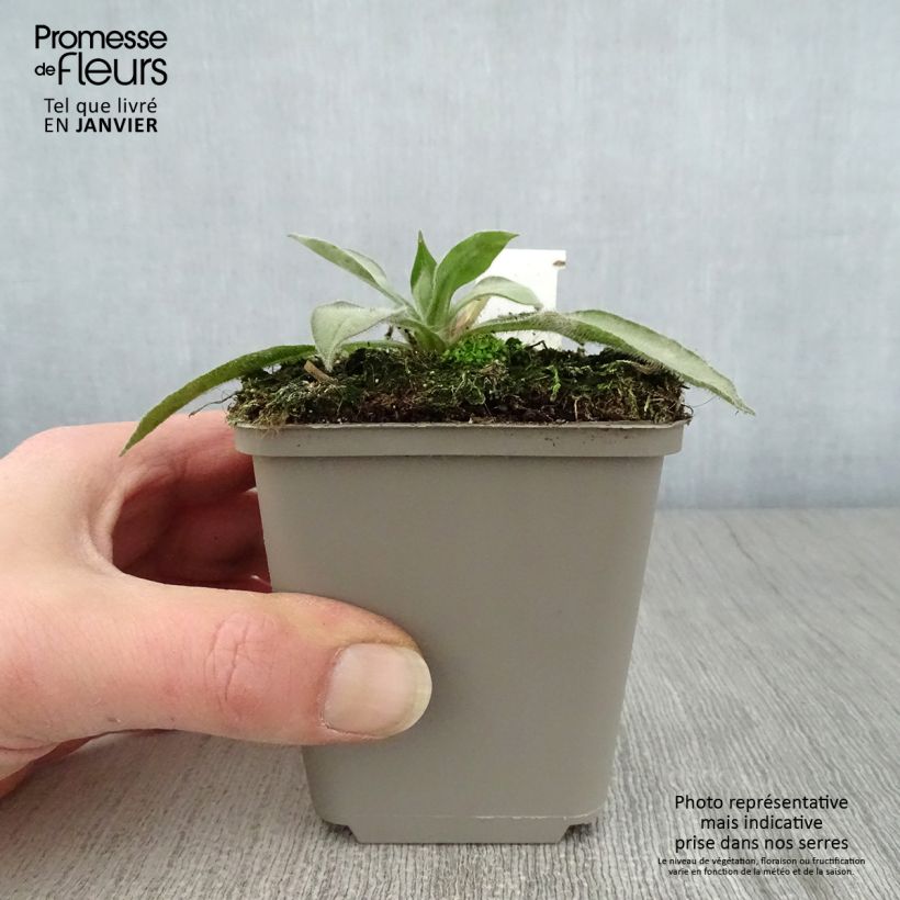 Pulmonaria Samourai Maceta de 8/9 cm Ejemplar entregado en invierno