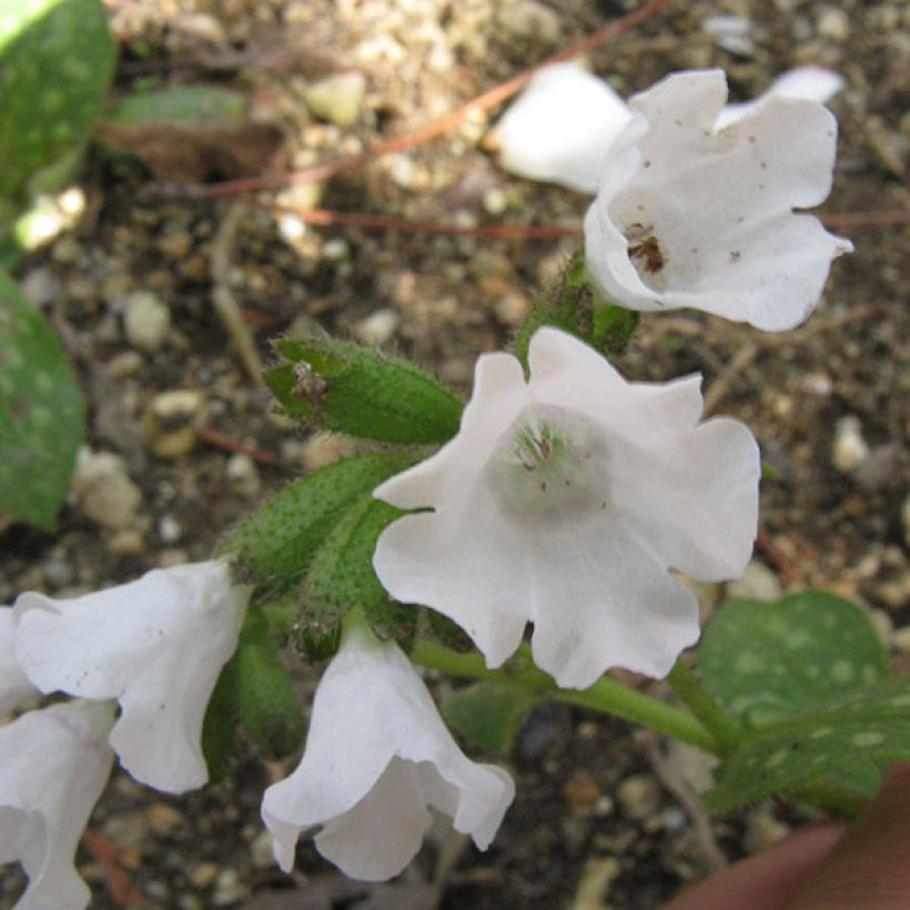 Pulmonaria Sissinghurst White (Floración)