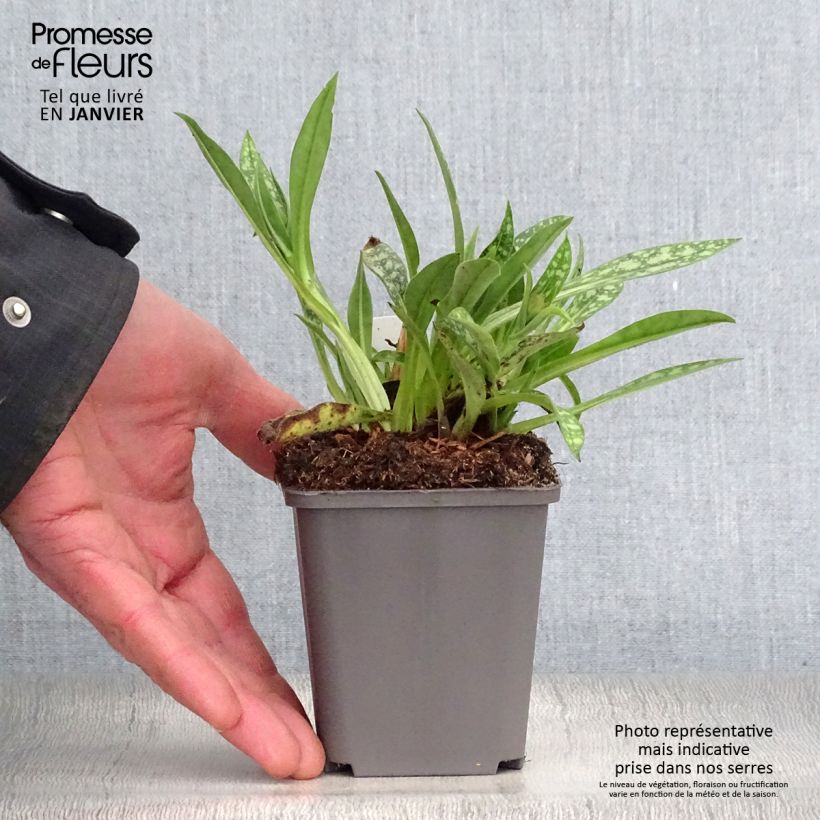 Pulmonaria longifolia E.B Anderson Maceta de 8/9 cm Ejemplar entregado en invierno