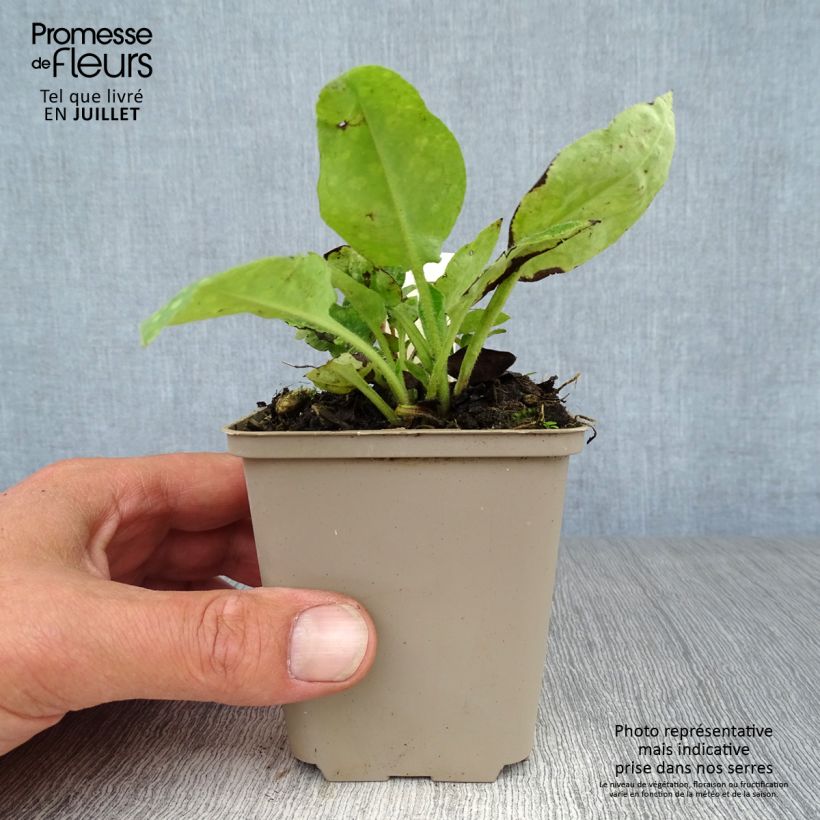 Ejemplar de Pulmonaria officinalis Maceta de 8/9 cm entregado en verano